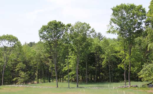 Greenway field towards site 3