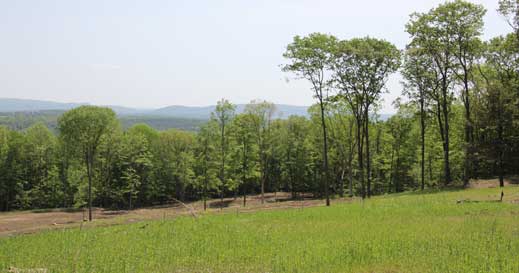 Distant view near site 6